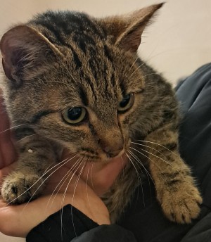 Photo chat PRALINE